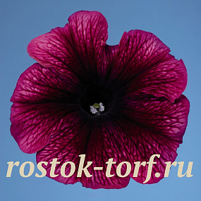 Петуния многоцветковая (Petunia hybrida F1 multiflora) Celebrity Plum Ice, 10 драже