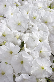 Петуния многоцветковая (Petunia hybrida F1 multiflora) Celebrity White, 10шт драже