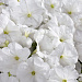 Петуния многоцветковая (Petunia hybrida F1 multiflora) Celebrity White, 10шт драже