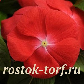 Катарантус розовый (Vinca rosea) Pacifica – Xp Orange, 10 семян