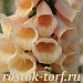 Big pack Наперстянка (Digitalis purpurea) Dalmatian Peach, 30 драже