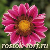 Гацания жестковатая (Gazania rigens F1) Kiss Rose, 5 семян