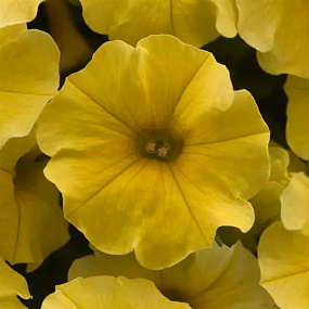 Петхоа (Petchoa) Caliburst™ Yellow, 3 драже