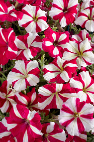 Петуния многоцветковая (Petunia hybrida F1 multiflora) Celebrity Rose Star, 10 драже