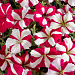 Петуния многоцветковая (Petunia hybrida F1 multiflora) Celebrity Rose Star, 10 драже