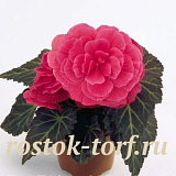 Бегония клубневая (Begonia tuberhybrida) Nonstop Mocca Pink Shades, 5 драже