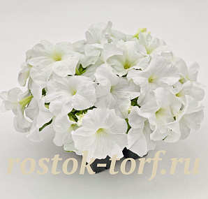 Петуния крупноцветковая (Petunia grandiflora F1) Success! 360° White, 5 драже