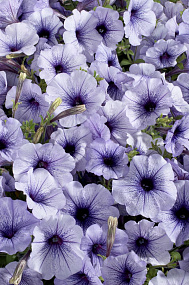 Петуния многоцветковая (Petunia hybrida F1 multiflora) Celebrity Blue Ice, 10 драже