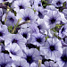 Петуния многоцветковая (Petunia hybrida F1 multiflora) Celebrity Blue Ice, 10 драже