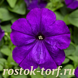 Big pack Петуния многоцветковая (Petunia multiflora) Damask F1 Blue, 30 драже