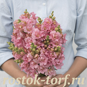 Big pack Львиный зев (Antirhinum majus F1) Madame Butterfly Pink, 30 семян