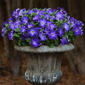 Петуния крупноцветковая (Petunia grandiflora F1) Sophistica Blue Morn, 5 шт драже