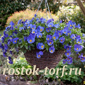 Виола ампельная (Viola trailing F1) Cool Wave Blue Skies, 3 шт семян