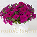Петуния многоцветковая Petunia x hybrida My Love (Amore Mio) F1 Violet, 5 драже