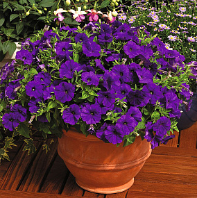 Big pack Петуния мелкоцветковая (Petunia milliflora) Picobella Blue, 30 драже