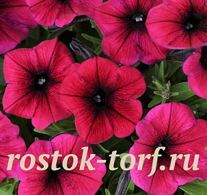 Петуния ампельная мелкоцветковая (Petunia trayling F1) Shock Wave Deep Purple, 5 драже