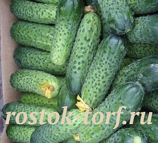 Big pack Огурец партенокарпический Герман F1, 25 шт семян