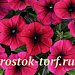 Петуния ампельная мелкоцветковая (Petunia trayling F1) Shock Wave Deep Purple, 5 драже