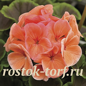 Пеларгония зональная (Pelargonium hortorum F1) BullsEye Salmon, 3 шт
