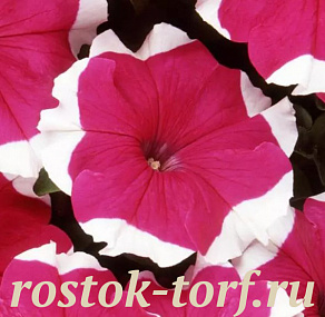 Big pack Петуния крупноцветковая (Petunia grandiflora) Dreams Rose Picotee, 30 драже