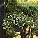 Бегония гибридная (Begonia x hybrida) Dragon Wing White, 3 драже