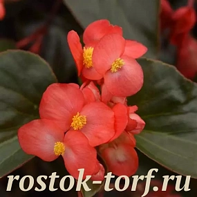 Бегония гибридная (Begonia x hybrida) Dragon Wing Red Bronze Leaf, 3 драже