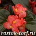 Бегония гибридная (Begonia x hybrida) Dragon Wing Red Bronze Leaf, 3 драже