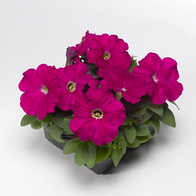 Big pack Петуния многоцветковая (Petunia multiflora) Damask F1 Carmine, 30 драже