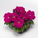 Big pack Петуния многоцветковая (Petunia multiflora) Damask F1 Carmine, 30 драже
