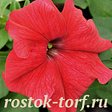 Big pack Петуния крупноцветковая (Petunia grandiflora) Eagle Red,30 драже