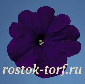 Петуния многоцветковая (Petunia hybrida F1 multiflora) Celebrity Blue , 10 драже