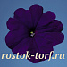 Петуния многоцветковая (Petunia hybrida F1 multiflora) Celebrity Blue , 10 драже