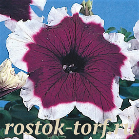 Петуния крупноцветковая (Petunia grandiflora) Hulahoop F1 Velvet,10 драже