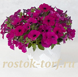 Петуния многоцветковая Petunia x hybrida My Love (Amore Mio) F1 Violet, 5 драже