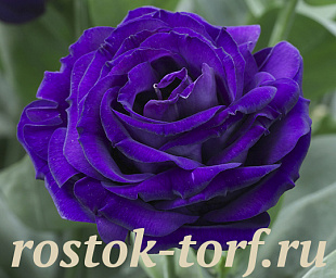 Эустома(Лизиантус) махровая (Eustoma grandiflorum) Arena Purple, 5 драже