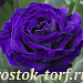 Эустома(Лизиантус) махровая (Eustoma grandiflorum) Arena Purple, 5 драже