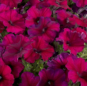 Big pack Петуния многоцветковая (Petunia hybrida F1 multiflora) Celebrity Burgundy, 30 драже