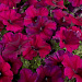 Big pack Петуния многоцветковая (Petunia hybrida F1 multiflora) Celebrity Burgundy, 30 драже