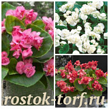 Бегония вечноцветущая полумахровая (Begonia semperflorens) Fiona MIX, 10 драже