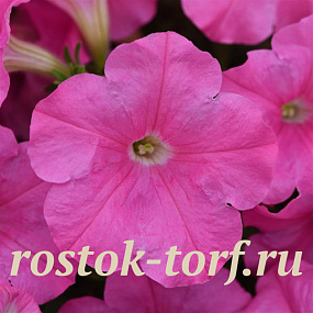Петуния ампельная (Petunia trayling F1) E3 Easy Wave™ Pink, 5 драже
