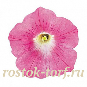 Петуния ампельная многоцветковая (Petunia trayling F1) Wave Pink, 5 драже