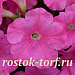 Петуния ампельная (Petunia trayling F1) E3 Easy Wave™ Pink, 5 драже