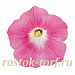 Петуния ампельная многоцветковая (Petunia trayling F1) Wave Pink, 5 драже