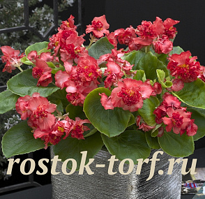 Бегония вечноцветущая полумахровая (Begonia semperflorens) Fiona Red, 10 драже