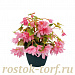 Бегония гибридная (Begonia x hybrida) Funky Light Pink, 3 драже