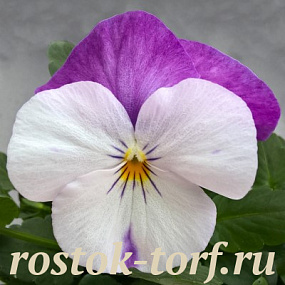 Big pack Виола виттрока (Viola wittrockiana F1) Freefall White Rose Wing, 30 семян