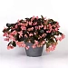 Бегония гибридная (Begonia x hybrida) Dragon Wing Pink Bronze Leaf, 3 драже