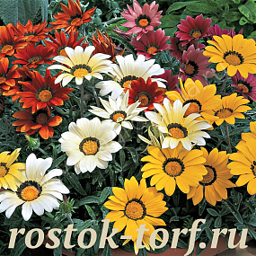 Big pack Гацания жестковатая (Gazania rigens F1) Kiss Frosty Mix, 30 семян