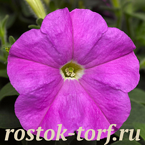 Петуния мелкоцветковая (Petunia milliflora) Picobella Lavender, 5 драже