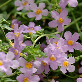Бакопа сердцелистная (Bacopa cordata) Blutopia®, 3 мультидраже